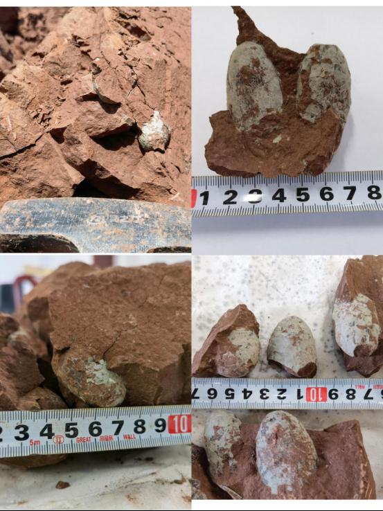 资源与环境工程学院地质师生在赣州发现小型恐龙蛋化石